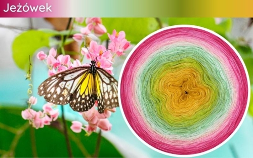 (10) Motek Ombre b/ a Jeżówek: żółty/ intensywny żółty/ kiwi/ liściasta zieleń/ mięta/ jasna pistacja/ jasny róż/ landrynkowy róż/ magneta/ jasna fuksja